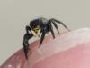 Euophrys herbigrada